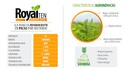 SEMILLA ALFALFA ROYAL TEEN