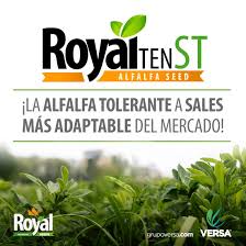 SEMILLA ALFALFA ROYAL TEEN