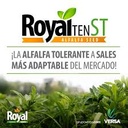 SEMILLA ALFALFA ROYAL TEEN