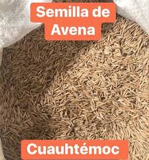 SEMILLA DE AVENA CUAUHTEMOC POR BULTO 35K
