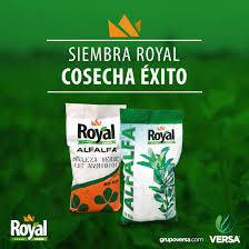 [225] SEMILLA ALFALFA ROYAL TEEN