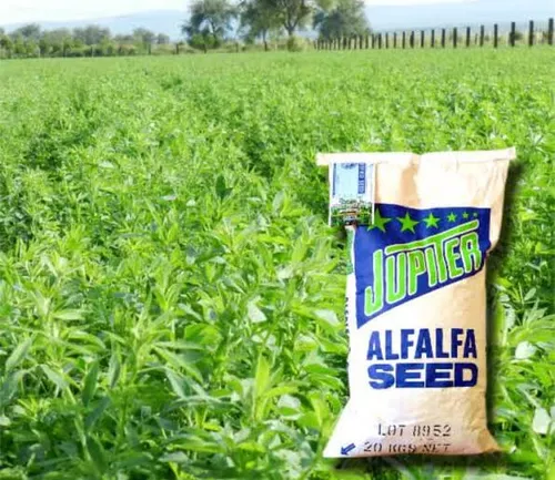 SEMILLA DE ALFALFA JUPITER 20KG