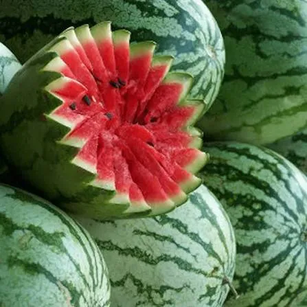 SANDIA JUBILEE (LIBRA)