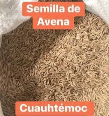 SEMILLA DE AVENA CUAUHTEMOC POR BULTO 35K
