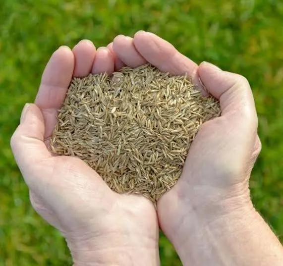 SEMILLA DE PASTO RAYGRAS
