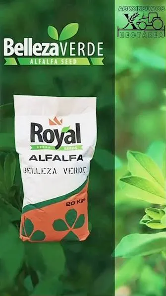 SEMILLA DE ALFALFA BELLEZA VERDE