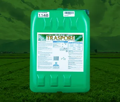 TRASPORE 1 LT (ADEHERENTE)